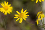 Roundleaf ragwort